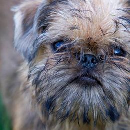 Brussels Griffons from NoK NoK Brussels Griffons