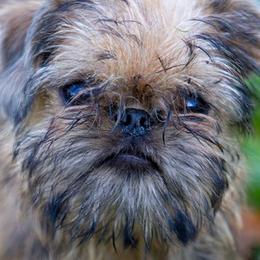 Brussels Griffons from NoK NoK Brussels Griffons