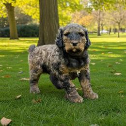 Bernedoodle Puppies from Home Grown Hearts Doodles