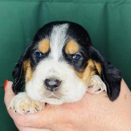 Green - Black white and brown male Basset Hound puppy in Justin, Texas from S&G's Bassets