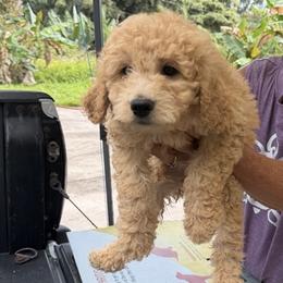Katy - Cream female Goldendoodle puppy in Willits, California from Big Island Goldendoodles