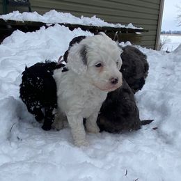 Buckeye - Parti male Goldendoodle puppy in Eaton, Ohio from Dezi’s Sonshine Doodles