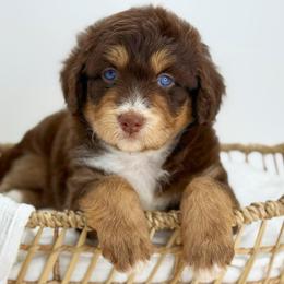 Girl 3 - Red tri-color female Aussiedoodle puppy in Manteca, California from Silva Ranch Doodles