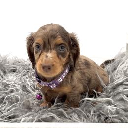 Dachshund, French Bulldog, and Pomeranian Puppies from AZ Royal Doxies llc