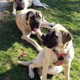 Mastiffs from Murphy's Landing Mastiffs