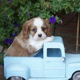 Gavin - Blenheim male Cavalier King Charles Spaniel puppy in Lula, Georgia from Cavaliers by Crumley