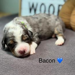 Bacon - Blue merle male Bernedoodle puppy in El Campo, Texas from Little Fur Friends Bernedoodles