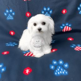 Puppy 2 - White male Maltese puppy in Haslet In Dfw, Texas from Maltese Puppies in Texas