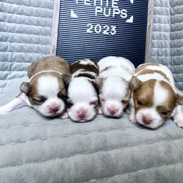 Chihuahua Puppies from Petite Pups
