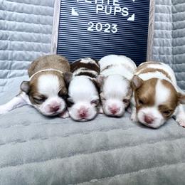 Chihuahua Puppies from Petite Pups