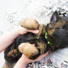 German Shepherd Puppies from Journey's German Shepherds (Kennel Vom Himmel)