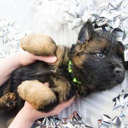 German Shepherd Puppies from Journey's German Shepherds (Kennel Vom Himmel)