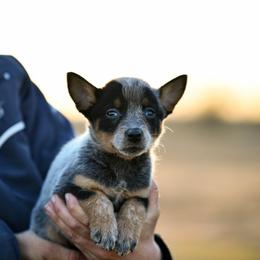 -Girl 2 - Blue female Australian Cattle Dog puppy in Kaufman, Texas from Emberwick Ranch