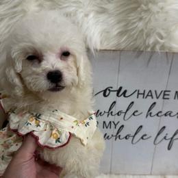 Coral - White female Maltipoo puppy in Huntington Beach/ Apple Valley, California from Boujeepups
