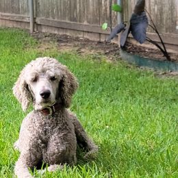 Goldendoodles and Poodles from Rocking j doodles