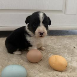 Full fluffy Emma - Black and white female American Corgi puppy in Decatur, Texas from Bar S Corgis