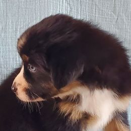 BTF - Black tri-color Australian Shepherd puppy in Seneca, South Carolina from Tawodi Hills