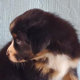 BTF - Black tri-color Australian Shepherd puppy in Seneca, South Carolina from Tawodi Hills