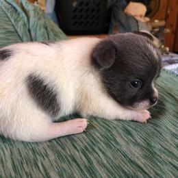 Lindsey Buckingham(now - Blue and white male Chihuahua puppy in Amelia, Virginia from Pannell’s Precious Pups
