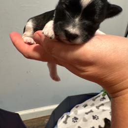 Jingles - Parti male Miniature Schnauzer puppy in The Rock, Georgia from Southern Paw Schnauzers