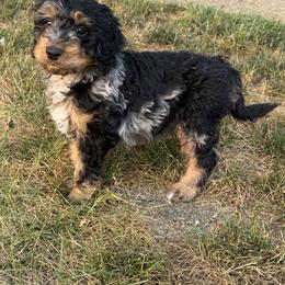 Bernedoodle Puppies from Rebecca Vandersluis