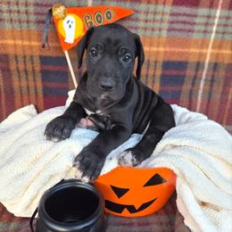 Ace - Black female Great Dane puppy in Arpin, Wisconsin from Arpin Great Danes