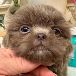 Lavender - Lilac female Shih Tzu puppy in Citrus Heights, California from The Lion dog Shih Tzu
