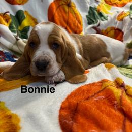 Bonnie - Red and white female Basset Hound puppy in Ringling, Oklahoma from BnL Bassets