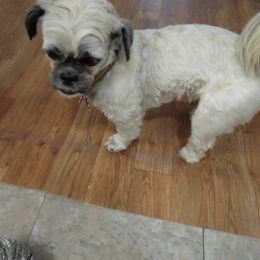 Shih Tzus from My Dogs