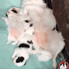 Japanese Chin Puppies from Mystike Japanese Chin