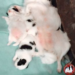 Japanese Chin Puppies from Mystike Japanese Chin