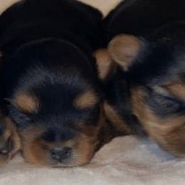 Yorkshire Terriers from Yorkie’s in Jay