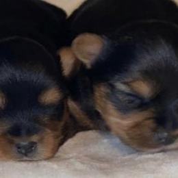 Yorkshire Terriers from Yorkie’s in Jay
