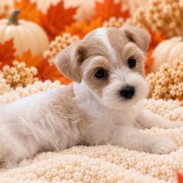 Girl 3 - Wheaten female Miniature Schnauzer puppy in San Augustine, Texas from My Little Schnauzer Pals