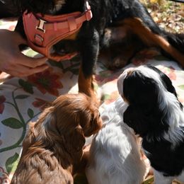 Cavalier King Charles Spaniel Puppies from Critter's Cottage Cavaliers
