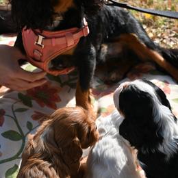 Cavalier King Charles Spaniel Puppies from Critter's Cottage Cavaliers