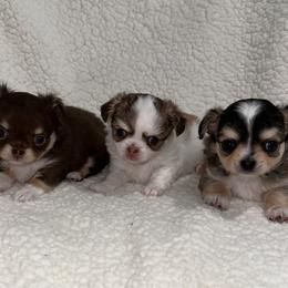 Chihuahua Puppies from My Fuzzy Chihuahuas