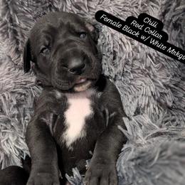 Chili - Black female Great Dane puppy in Brooksville, Florida from Follow My Lead Great Danes