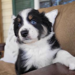 Australian Shepherd Puppies from RussKris Farms Aussies