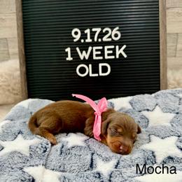 Mocha - Chocolate and tan female Dachshund puppy in Goodyear, Arizona from AZ Low Life Doxies