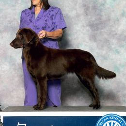 Crimson - Flat-Coated Retriever