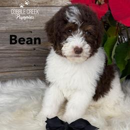 Bean - Brown and white male Bernedoodle puppy in Heyworth, Illinois from Cobble Creek Puppies