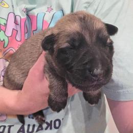 White collar boy - Sable male German Shepherd puppy in Dallas, Pennsylvania from Mountainside German Shepherds