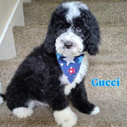 Gucci - Black male Goldendoodle puppy in Cordova, Tennessee from TrueLine kennels