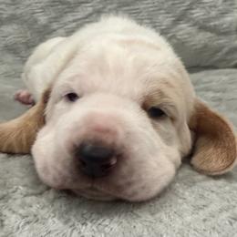 Elsa - Lemon and white female Basset Hound puppy in Monterey, Tennessee from Southern Belles Bassets