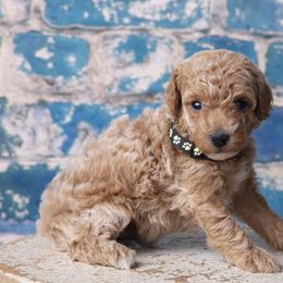 Boy 4 - Poodle puppy in Tompkinsville, Kentucky from Dog E Stylz Breeding