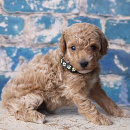 Boy 4 - Poodle puppy in Tompkinsville, Kentucky from Dog E Stylz Breeding