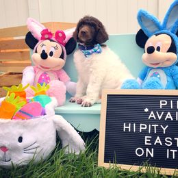 Poodle Puppies from The Parti Collection