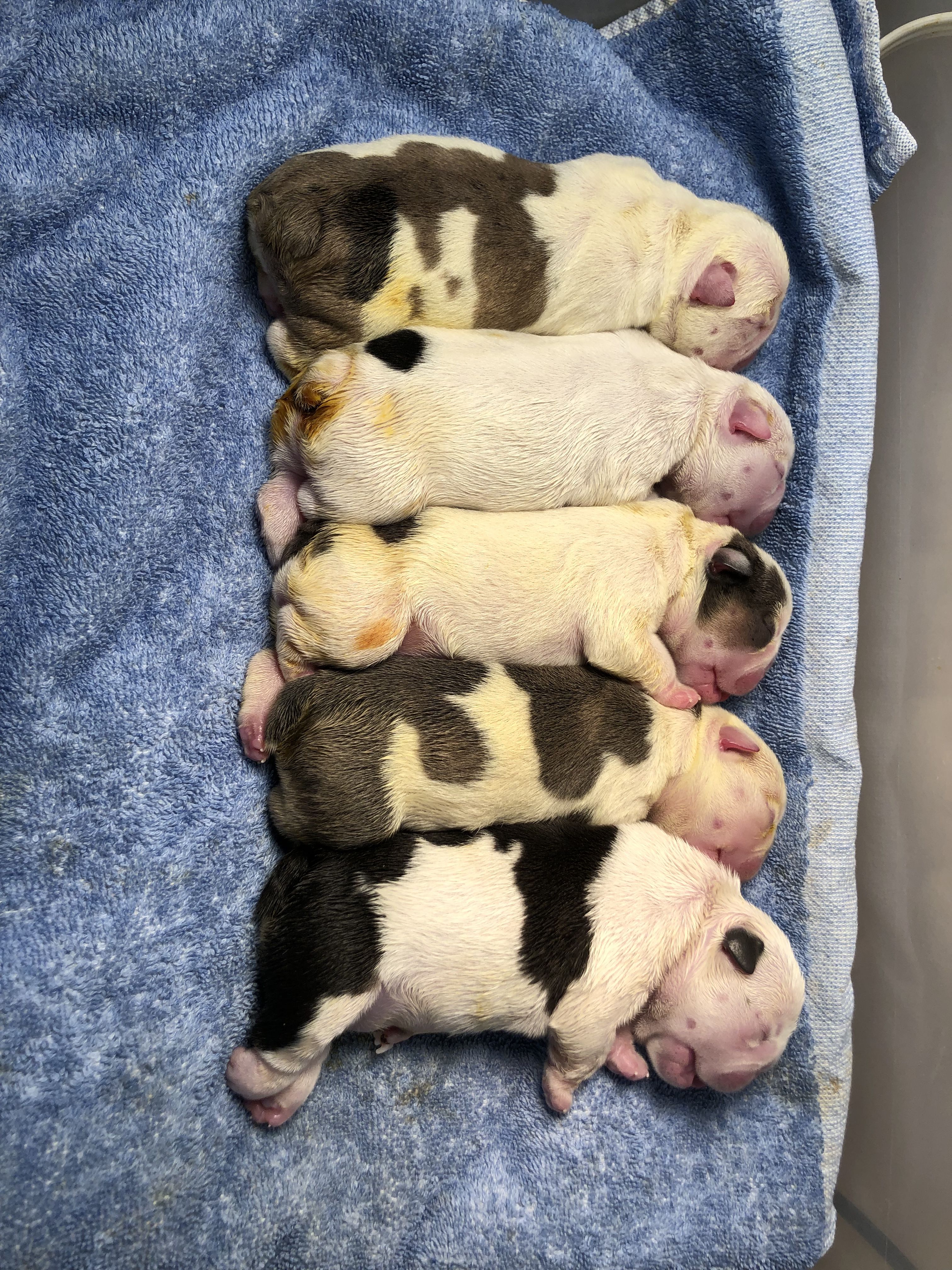 Black creek hot sale bulldogs