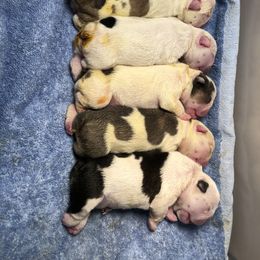 English Bulldog Puppies from Black Creek English Bulldogs